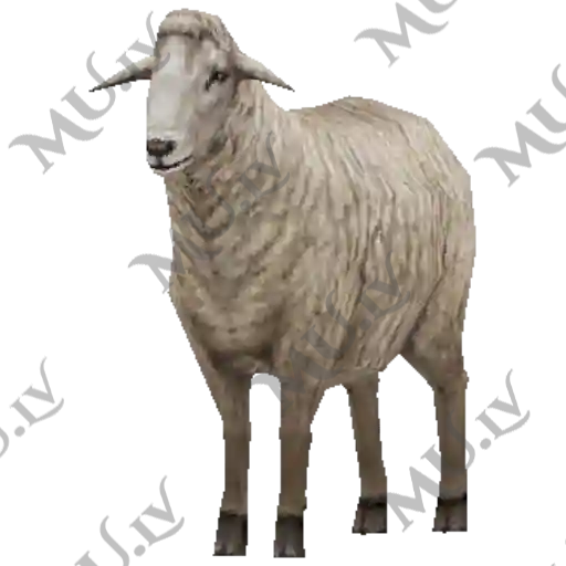 White Goat